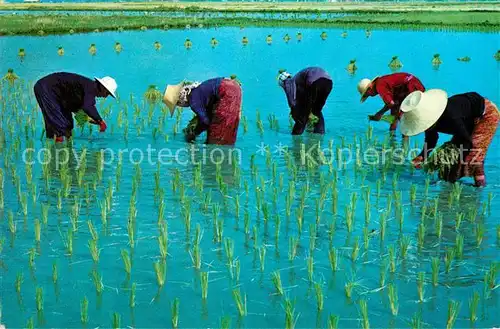 Thailand Tender Rice Plants Thailand