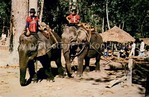 Chiengmai Elefanten ziehen Holz aus dem Wald Chiengmai