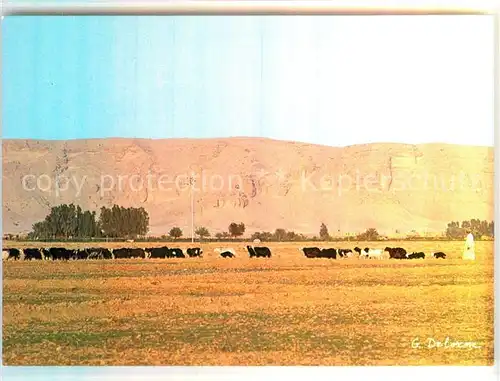 AK / Ansichtskarte Riyadh Shephard and his flock at dusk Riyadh