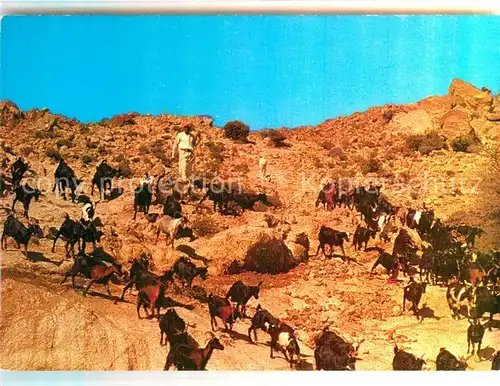 AK / Ansichtskarte Saudi_Arabien West Region Herds in the Desert Saudi Arabien