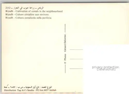 AK / Ansichtskarte Riyadh Cultivation of cereals in the neighbourhood Riyadh