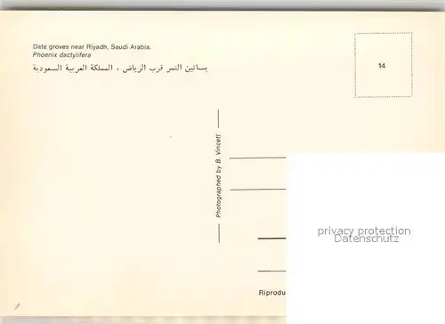 AK / Ansichtskarte Riyadh Date groves Riyadh