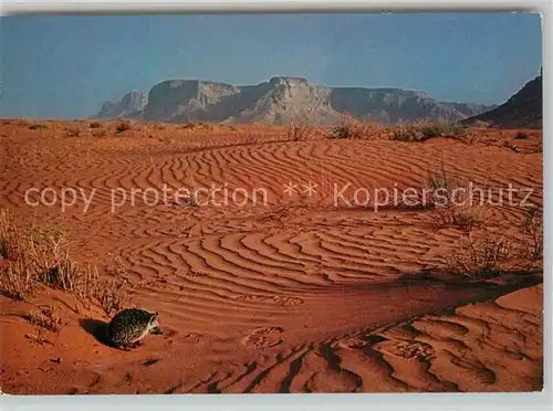 AK / Ansichtskarte Riyadh Desert Hedgehog Riyadh