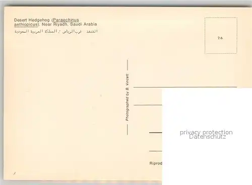 AK / Ansichtskarte Riyadh Desert Hedgehog Riyadh