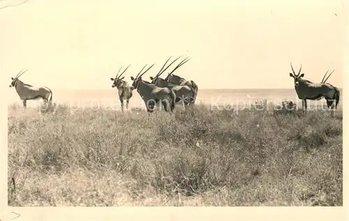 Tiere Antilopen in Afrika 