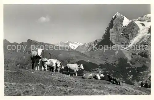 Muerren_BE Almvieh Kuehe Allmendhubel Wetterhorn und Eiger Berner Alpen Muerren_BE