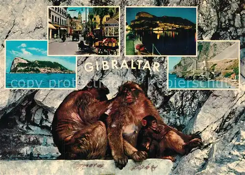 AK / Ansichtskarte Gibraltar Sehenswuerdigkeiten Affen  Gibraltar