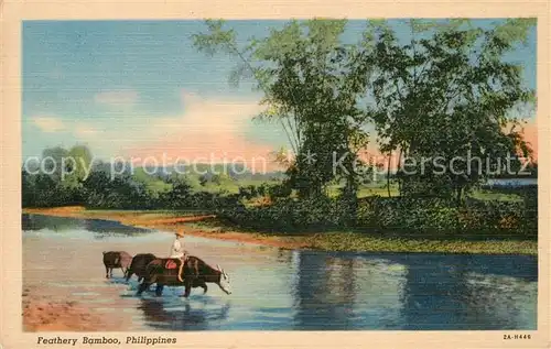 AK / Ansichtskarte Philippinen Feathery Bamboo Philippinen
