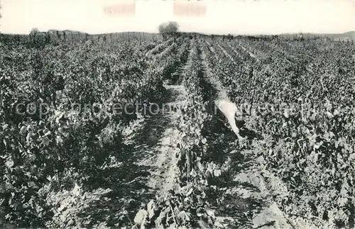 AK / Ansichtskarte San_Sadurni_de_Noya Casa Codorniu Vinedos San_Sadurni_de_Noya