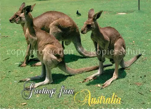 AK / Ansichtskarte Australien Kaengurus Australien