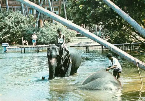 AK / Ansichtskarte Bentota_Sri_Lanka Elephant Bathing Bentota_Sri_Lanka