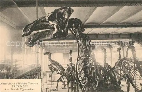 AK / Ansichtskarte Dinosaurier Tete de Iguanodon Bruxelles Musee Royal d Historie Naturelle 