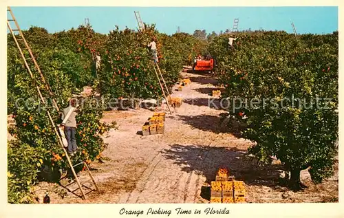 AK / Ansichtskarte Ernte_Landwirtschaft Orange Florida  