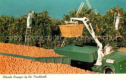 AK / Ansichtskarte Ernte_Landwirtschaft Oranges Truckloads Florida  