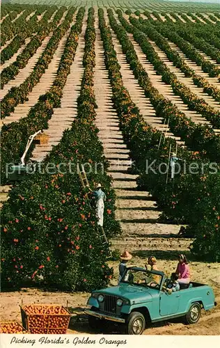 AK / Ansichtskarte Ernte_Landwirtschaft Orange Pickers Florida  