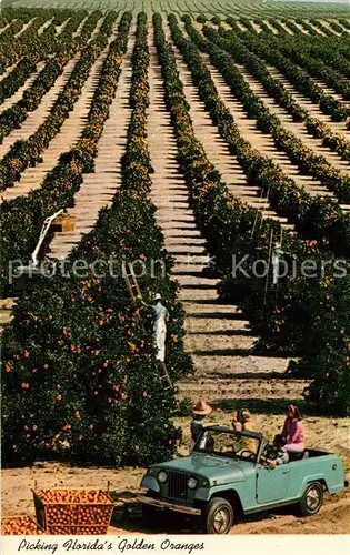 AK / Ansichtskarte Ernte_Landwirtschaft Orange Pickers Florida  