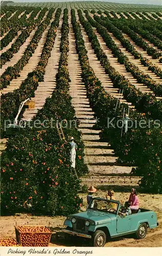 AK / Ansichtskarte Ernte_Landwirtschaft Orange Pickers Florida  