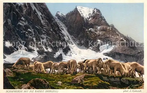 AK / Ansichtskarte Foto_Gaberell_J._Nr. 9451 Schafherde Piz Badile Bergell  Foto_Gaberell_J._Nr.