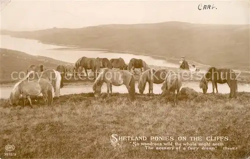 AK / Ansichtskarte Pferde Shetland Ponies  