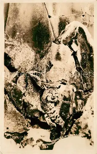 AK / Ansichtskarte Tiere Wild Cat Alaska  