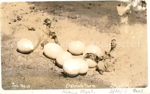 AK / Ansichtskarte 0 Voegel Strauss Ostrich Farm San Diego California 