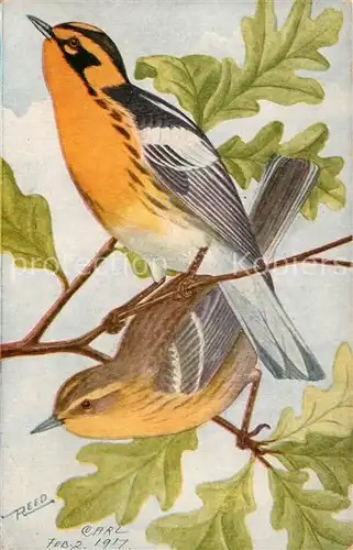 AK / Ansichtskarte 0 Voegel Blackburnian Warbler Fichtenwaldsaenger 