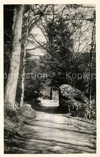 AK / Ansichtskarte La_Pierre qui Vire Abbaye Sous bois le long du Trinquelin La_Pierre qui Vire