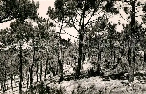 AK / Ansichtskarte Notre Dame de Monts La Foret de Pins Notre Dame de Monts