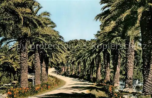 AK / Ansichtskarte Tamaris Allee des Palmiers Tamaris