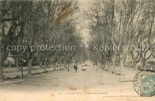 AK / Ansichtskarte Carpentras Avenue des Platanes Carpentras