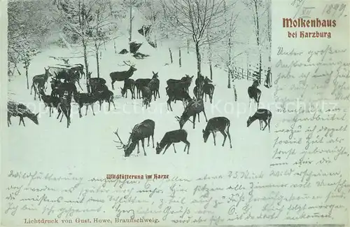 Bad_Harzburg Molkenhaus Wildf?tterung Bad_Harzburg