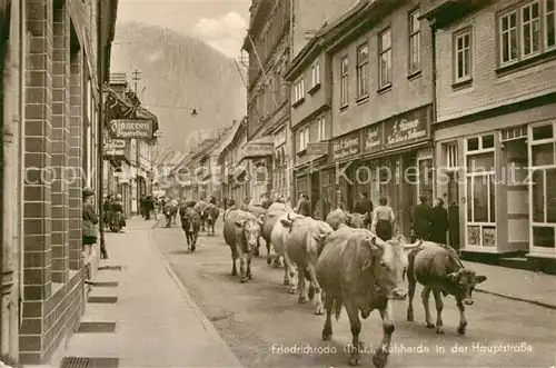 AK / Ansichtskarte Friedrichroda Kuhherde Hauptstrasse Friedrichroda
