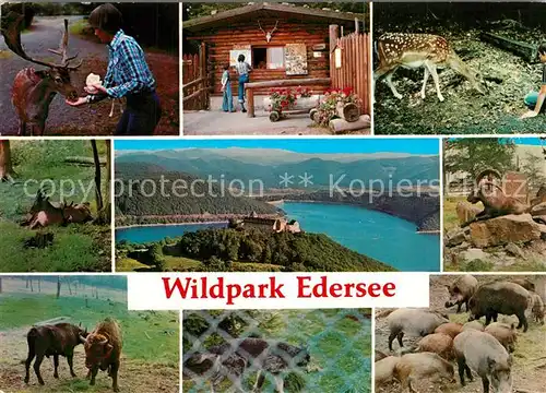 AK / Ansichtskarte Edersee Wildpark Edersee