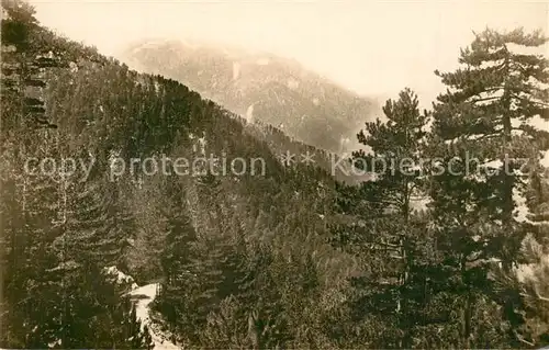 AK / Ansichtskarte Corse_Ile_de Foret de Sorba et le Monte d Oro Corse_Ile_de