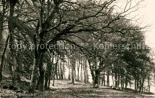 AK / Ansichtskarte Dieulefit Le Bois de Vache Dieulefit