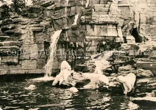 AK / Ansichtskarte Berlin Tierpark Eisb?ren Berlin