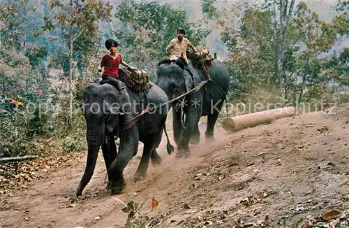 AK / Ansichtskarte Elefant Teak Log Forest Chiengmai North Thailand  