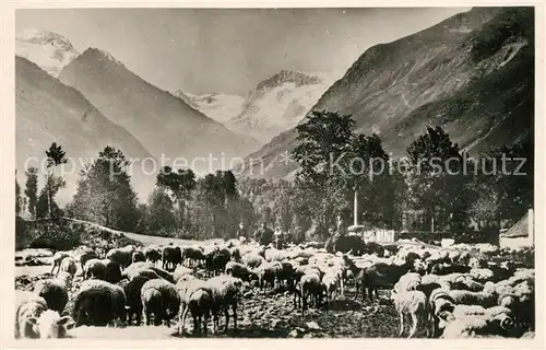 AK / Ansichtskarte Luchon_Haute Garonne Vall?e d`Oo Schafherde Luchon Haute Garonne