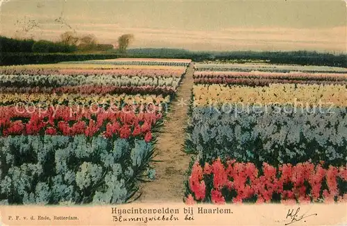 AK / Ansichtskarte Haarlem Hyacintenvelden Blumenfelder Hyazinthen Haarlem