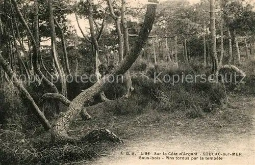 AK / Ansichtskarte Soulac sur Mer Sous bois Pins tordus par la tempete Soulac sur Mer