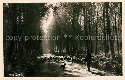AK / Ansichtskarte Landes_Departement Au Pays Landais Clairiere avec Moutons 
