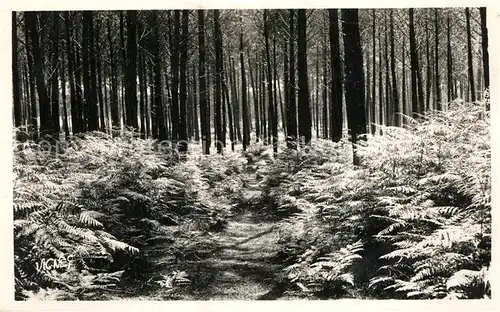 AK / Ansichtskarte Landes_Departement Sentier dans la Foret Collection Au Pays Landais 