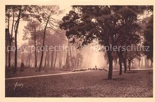 AK / Ansichtskarte Hossegor_Soorts_Landes Troupeau de moutons dans la foret landaise Hossegor_Soorts_Landes