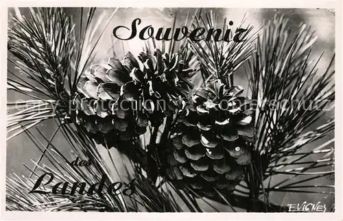 AK / Ansichtskarte Dax_Landes Pommesde Pin Collection Au Pays Landais Nature Dax_Landes