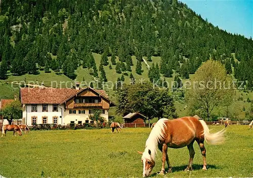AK / Ansichtskarte Pinswang_Tirol Haflingerhof Schluxen Pinswang Tirol