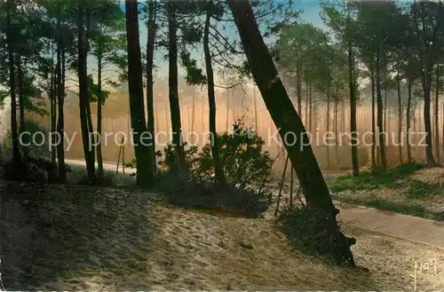 Arcachon_Gironde Route dans la foret a contre  jour Arcachon Gironde