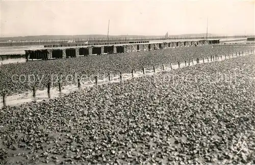 Bassin_d_Arcachon Travaux Ostreicoles Un Parc a Huitres bien garni Les Collecteurs d Alevins Bassin_d_Arcachon