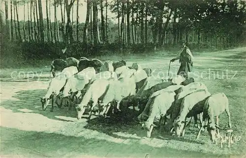 Landes_Departement Paturages des moutons 