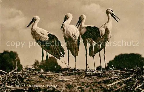 Paretz Storchennest Paretz