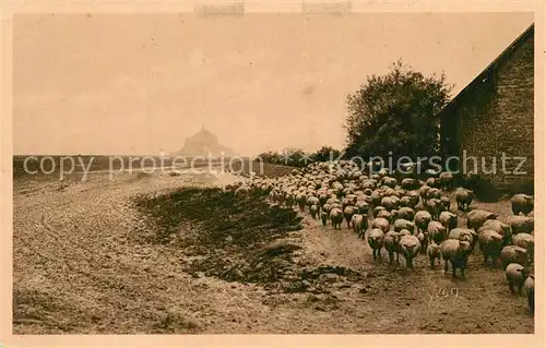 AK / Ansichtskarte Mont Saint Michel Les celebres moutons de pre sale Mont Saint Michel